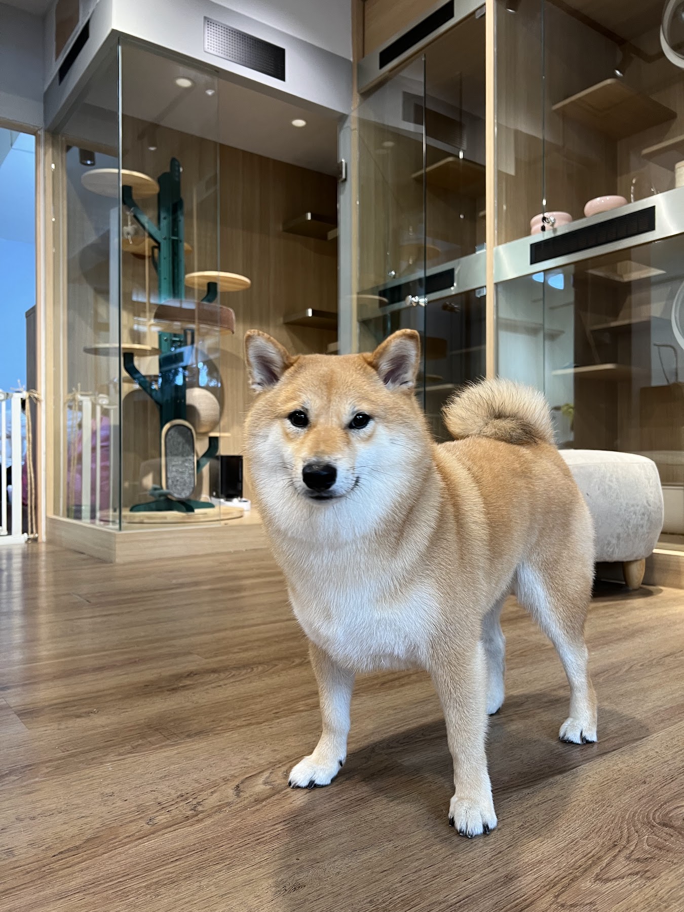 貓寓寵物美容旅館柴犬與店內住宿空間