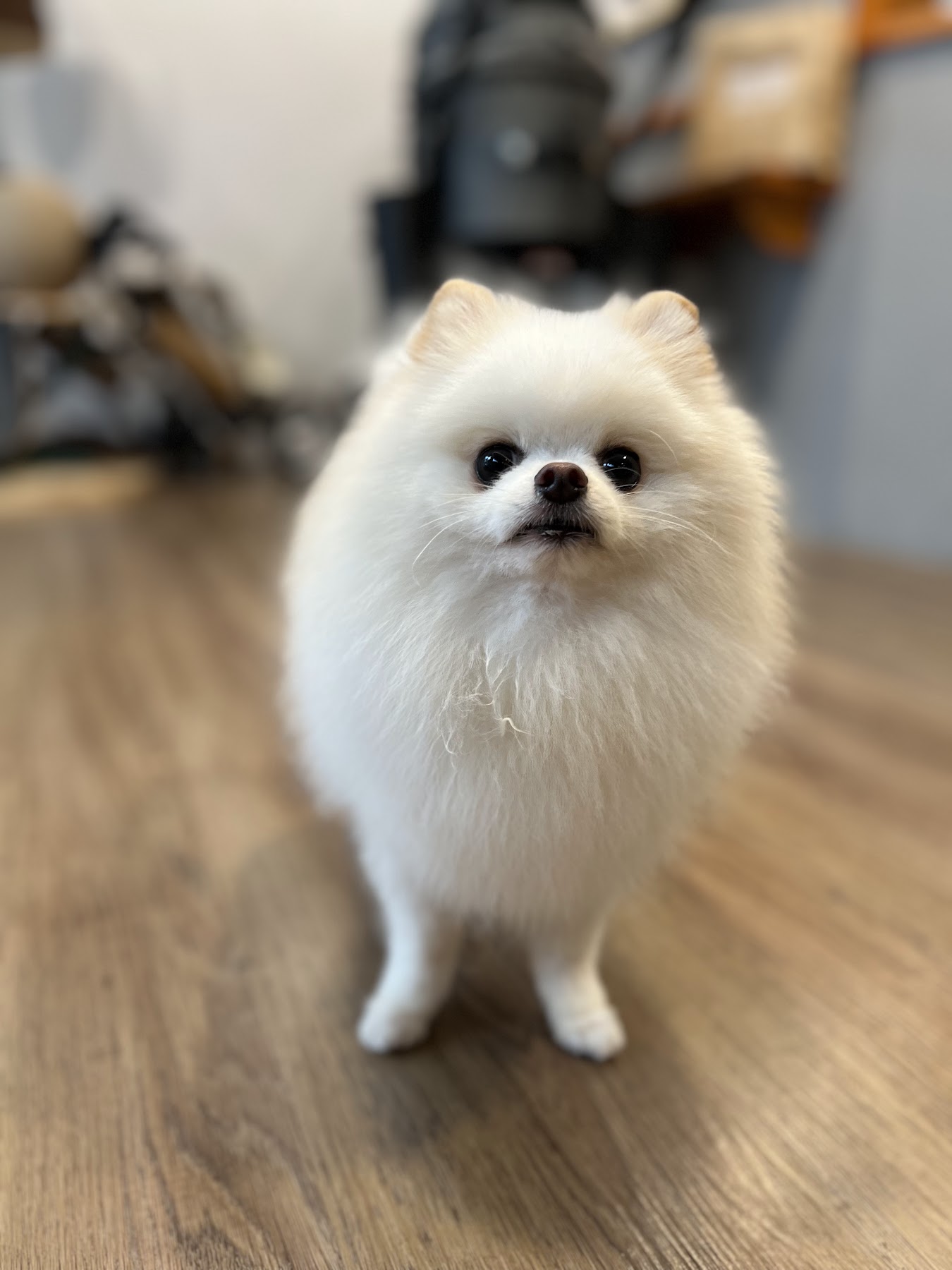 貓寓寵物美容旅館白色小型犬近照