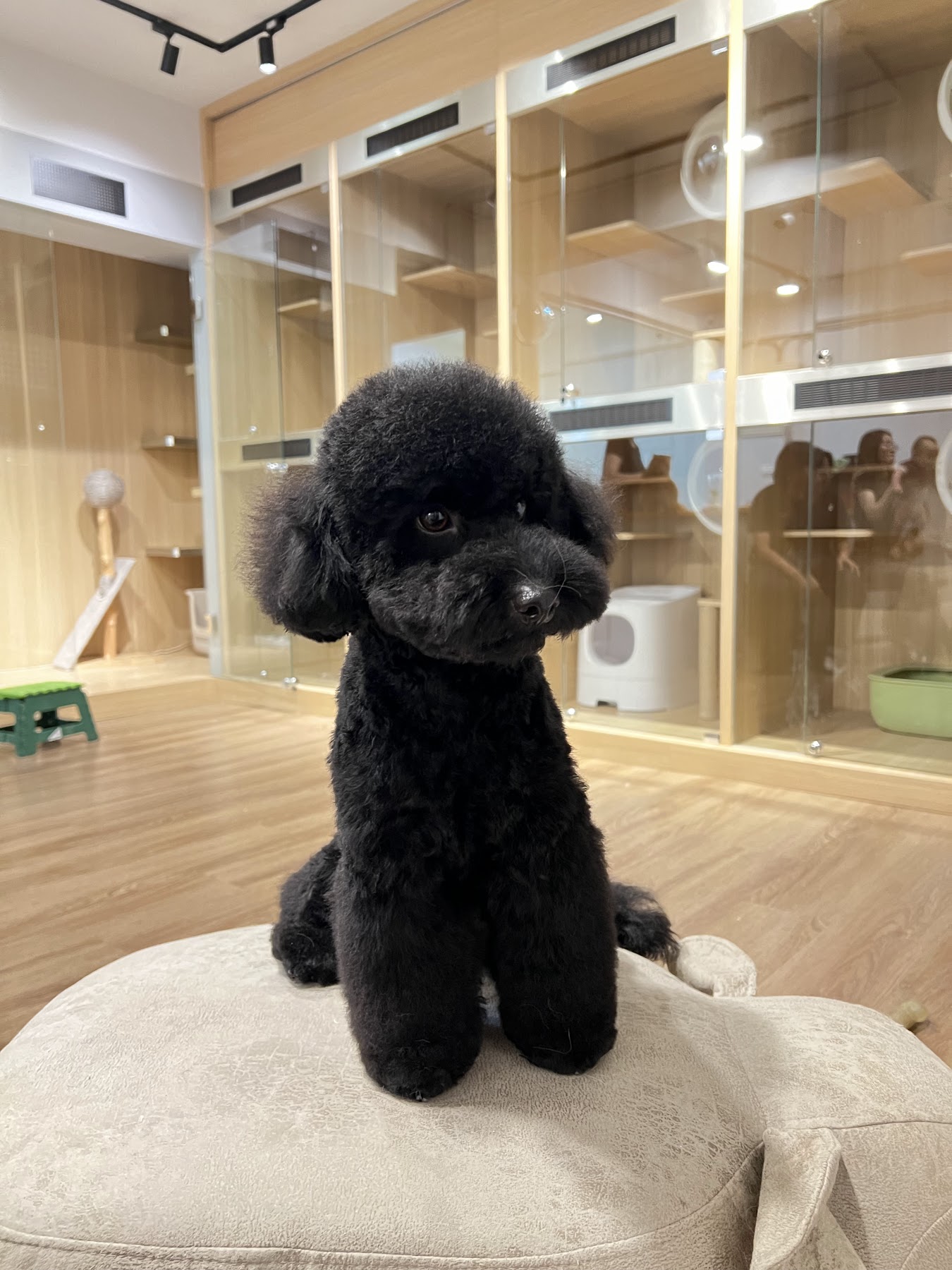 貓寓寵物美容旅館黑色小型犬美容後造型